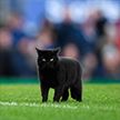 Чёрный кот выбежал на футбольное поле – и влюбил  в себя фанатов