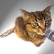 Кот спел в микрофон, дал фору Витасу и восхитил соцсети. Послушайте, какой голос! (ВИДЕО)