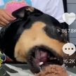 Девушка решила доказать, что ее собака – вегетарианка: видео стало вирусным в Сети (ВИДЕО)