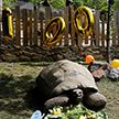 Черепахе-предсказательнице исполнилось 100 лет