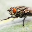 Биолог рассказала, чем опасны комнатные мухи и как от них защититься