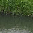 Вода сменила цвет и источает едкий запах. В чём причина экологического бедствия на реке Воложинке?