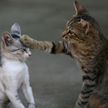 «Воздушный кусь» двух котов заставил пользователей соцсетей хохотать (ВИДЕО)