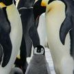 В Антарктиду ищут почтмейстеров, которые будут считать пингвинов