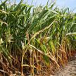 Урожайность кукурузы, картофеля и сахарной свеклы выше прошлогодней