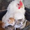 Это очень мило! Курица-наседка приютила трёх осиротевших котят (ВИДЕО)