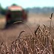 Урожай-2021:  собрано свыше 5,3 млн тонн зерна. В лидерах – Минская область