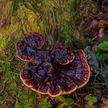 Ученые нашли новые целебные свойства древесного гриба