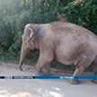 Видеофакт: Слон устроил прогулку по деревне в Кобринском районе