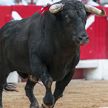 В Испании восемь человек пострадали во время забега с быками