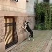Позирующая собака-модель попала на видео и восхитила Сеть
