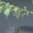 Спасенный в России амурский тигренок обживается в Минском зоопарке