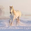 В Челябинской области спасли провалившихся под лед лошадей (ВИДЕО)