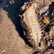 В Шотландии женщина нашла на пляже червя со щупальцами