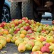 Фермеры Молдовы в знак протеста выгрузили более тонны яблок перед зданием Минсельхоза