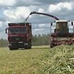 В Беларуси активно идет кормозаготовка: есть трудности, но аграрии корректирую планы