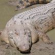 В Австралии крокодил полгода прятался в канализации