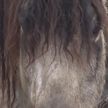 Горячая линия ОНТ. В поселке Освея продают с молотка лошадей белорусской упряжной породы