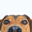 «Как перестать смеяться?» Реакция собаки на укол у ветеринара заставила Сеть хохотать. Только посмотрите на выражение пса!