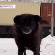 В Беларуси появился свой Хатико. Пес ждет умершего хозяина на ж/д станции уже два года
