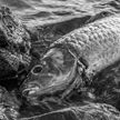 В Польше на реке Одра заметили плывущую из Чехии мертвую рыбу