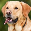 В Бразилии собаки получили право на моральную компенсацию от хозяев