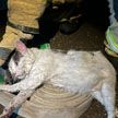 Кот Пузик спас хозяина во время пожара в квартире в Саратове