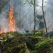 В Беларуси произошел крупный лесной пожар