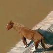 В Бразилии из-за наводнения лошадь застряла на крыше