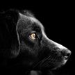 В Краснодаре ищут спасшую мальчика собаку, чтобы подарить ей дом