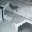 Камера видеонаблюдения засняла игру собаки с призраком  (ВИДЕО)