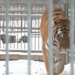 Тигров в Гродненском зоопарке уже задобрили: создали праздничное настроение и загадали желание!
