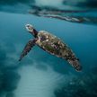 У берегов Южных Курил в сети рыбаков попала огромная тропическая черепаха
