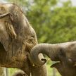 24 слона нашли в джунглях горшки с ликером, все выпили и крепко уснули