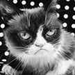 Легендарная Grumpy Cat (Сердитая кошка) умерла в возрасте семи лет