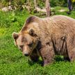 Медведь вышел чем-то полакомиться к трассе в Полоцком районе. Очевидец снял милое видео!