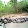 Шесть слонят провалились в яму и не могли выбраться в Таиланде