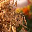 «Дожинки-2022»: как отметили областной фестиваль урожая в Большой Берестовице?