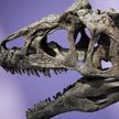 Скелет тираннозавра продали на аукционе за рекордные $31,8 млн