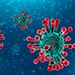 Ученые нашли возможный способ остановить коронавирус в организме