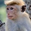 По Токио уже неделю разгуливает неуловимая обезьянка. Полиция забила тревогу