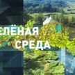 Как происходит переработка пищевых отходов в Беларуси? Рубрика «Зеленая среда»