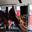 Скелет крупнейшего в мире трицератопса выставлен на аукцион