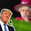 Елизавета  II пожаловалась на то, что Трамп испортил её газон