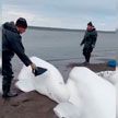 Рыбаки на Камчатке спасли стаю белух