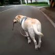 На Филиппинах забавная собака выгуливает сама себя (ВИДЕО)