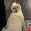 «Когда устал после работы»: поза кота на диване рассмешила пользователей Сети (ВИДЕО)