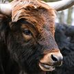 В Могилевском районе на стажера пастуха напал бык