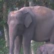 Редкий суматранский слоненок родился в зоопарке в Индонезии – умилительное видео