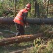 Непогода наломала дров. Лесники разбираются с последствиями грозового фронта в Гомельской области
